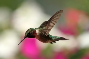 Bigstock hummingbird photo