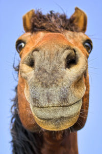 Horse sense for marketing on marketing tips blog